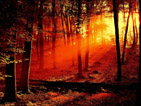 Summer wallpapers66